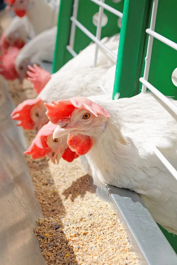 Egg production hens in a poultry battery system
